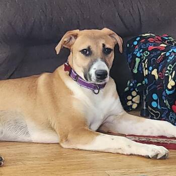 Black Mouth Cur Dogs Available for Adoption in Houston, Texas - Chaquita | PetCurious
