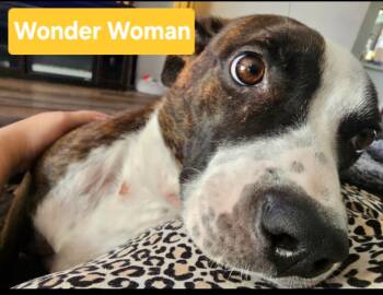 Rescue Pit Bull Terrier and Boxer Dogs for Adoption in Merrillville, Indiana - Wonder Woman | PetCurious