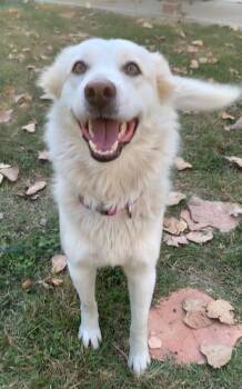 Snow Lily -  Siberian Husky Dog for Adoption in Houston, Texas - Snow Lily | PetCurious