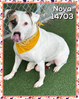 Rescue Labrador Retriever Dogs for Adoption in Marietta, Georgia - NOVA | PetCurious