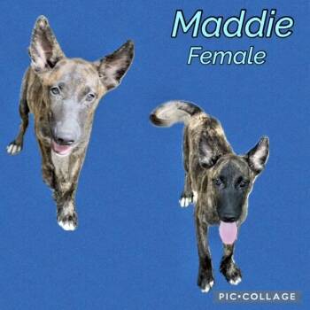 Maddie -  Belgian Shepherd Malinois Dog for Adoption in Manchester, Connecticut - Maddie | PetCurious