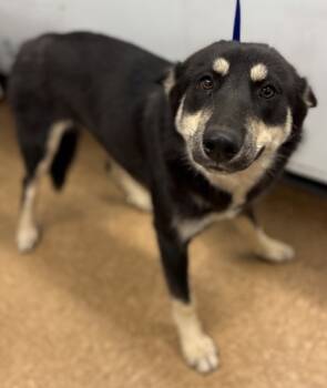 Rescue Shepherd and Mixed Breed Dogs for Adoption in Madera, California - Susy | PetCurious