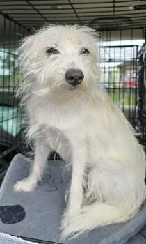 Millie -  West Highland White Terrier Westie and Terrier Dog for Adoption in Southlake, Texas - Millie | PetCurious