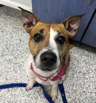 Jackie -  Shepherd Dog for Adoption in Golden, Colorado - Jackie | PetCurious
