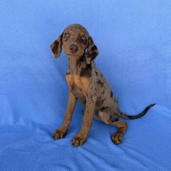 Ballet Slipper -  Australian Shepherd and Doberman Pinscher Dog for Adoption in Carencro, Louisiana - Ballet Slipper | PetCurious