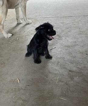 Schotzie -  Schnauzer and Mixed Breed Dog for Adoption in Yakima, Washington - Schotzie | PetCurious