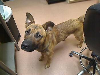 SARGE -  German Shepherd Dog and Mixed Breed Dog for Adoption in Cookeville, Tennessee - SARGE | PetCurious