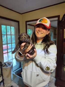 majic -  Labrador Retriever Dog for Sale in Isle La Motte, Vermont - Majic | PetCurious