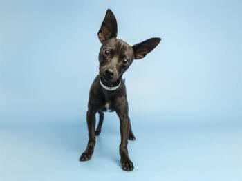 Chihuahua Dogs Available for Adoption in Phoenix, Arizona - CULLEN | PetCurious