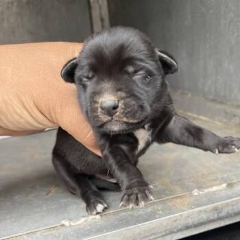 Shepherd and Mixed Breed Dogs Available for Adoption - Sherman | PetCurious