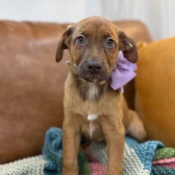 Labrador Retriever and Weimaraner Dogs Available for Adoption in Friendswood, Texas - Druid DnD | PetCurious