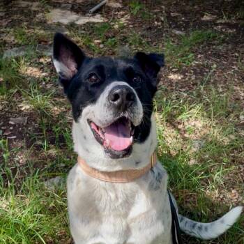 Forrest Gump -  Australian Cattle Dog Blue Heeler and Mixed Breed Dog for Adoption in Boerne, Texas - Forrest Gump | PetCurious