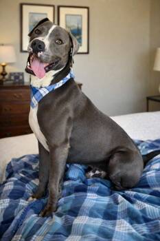 Pit Bull Terrier and Labrador Retriever Dogs Available for Adoption - Rudy Bama | PetCurious