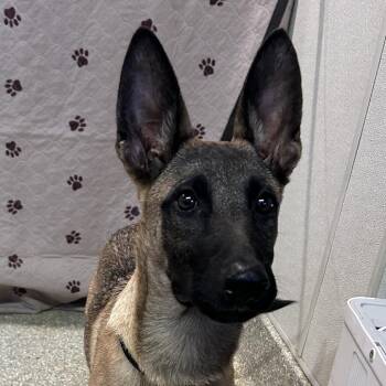 IVHS-Stray-141016 -  Belgian Shepherd Malinois Dog for Adoption in San Gabriel, California - IVHS-Stray-141016 | PetCurious