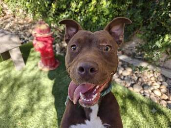 LUCREZIA -  Labrador Retriever and Pit Bull Terrier Dog for Adoption in San Jose, California - LUCREZIA | PetCurious