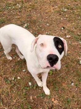 Prince -  Mixed Breed Dog for Adoption in Huntsville, Alabama - Prince | PetCurious