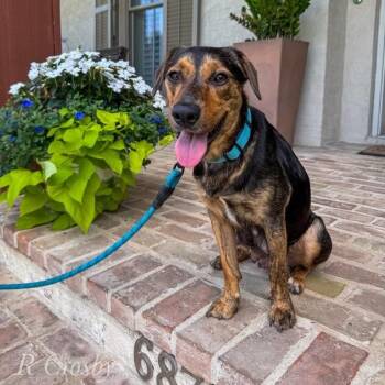 Sally Sue (Reduced Rover) -  Shepherd and Terrier Dog for Adoption in Abbotsford, British Columbia - Sally Sue (Reduced Rover) | PetCurious