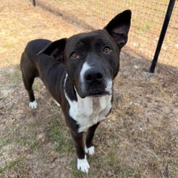 Mixed Breed Dogs Available for Adoption in Savannah, Georgia - Mufasa | PetCurious