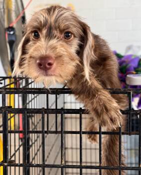 Ferrari -  Wirehaired Terrier Dog for Adoption - Ferrari | PetCurious
