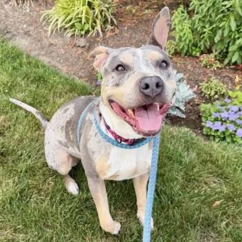 MOIRA ROSE -  Pit Bull Terrier Dog for Adoption in Cranston, Rhode Island - MOIRA ROSE | PetCurious