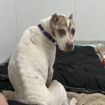 Tamera -  Mixed Breed Dog for Adoption in Youngstown, Ohio - Tamera | PetCurious