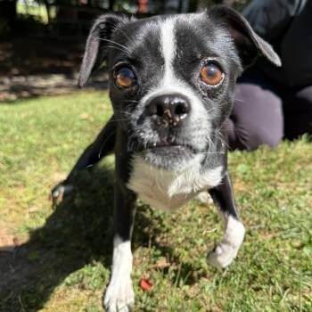 Rescue Chihuahua and Boston Terrier Dogs for Adoption in Latrobe, Pennsylvania - Chiclet | PetCurious