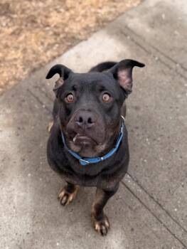 Beast -  Pit Bull Terrier and Mixed Breed Dog Available for Adoption in Peru, New York - Beast | PetCurious