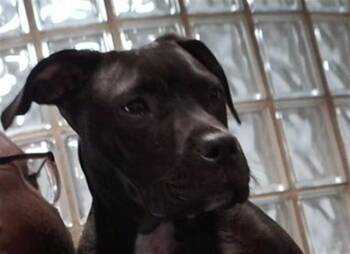 TITO -  Pit Bull Terrier and Mixed Breed Dog for Adoption - TITO | PetCurious