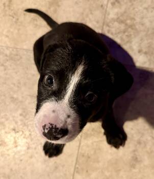 Puppy Cookie Girl Tuxedo -  Labrador Retriever and American Bulldog Dog for Adoption in Boca Raton, Florida - Puppy Cookie Girl Tuxedo | PetCurious