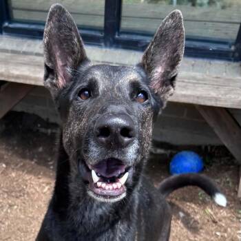 Dutch Shepherd Dogs Available for Adoption in The Colony, Texas - Garrett | PetCurious