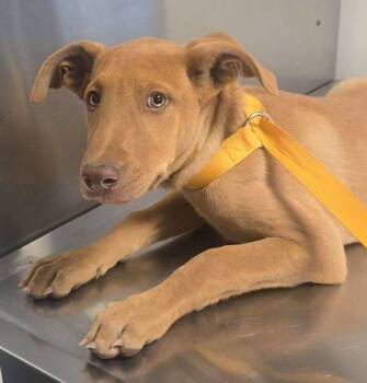 Chai Latte -  Mixed Breed Dog for Adoption in Fresno, California - Chai Latte | PetCurious