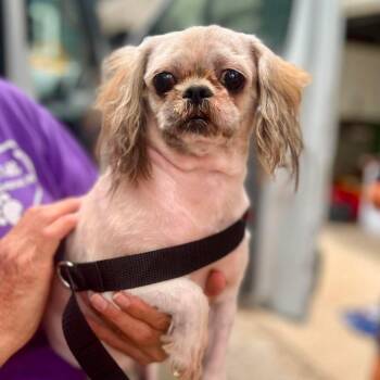 Pinnacle -  Shih Tzu Dog for Adoption in Campton Hills, Illinois - Pinnacle | PetCurious