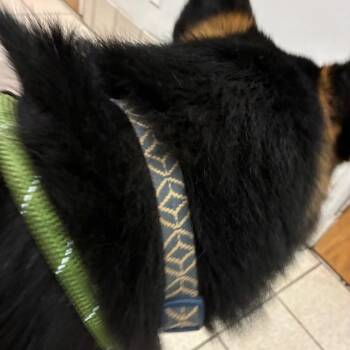 Dodgy -  Mixed Breed Dog for Adoption in Charleston, West Virginia - Dodgy | PetCurious