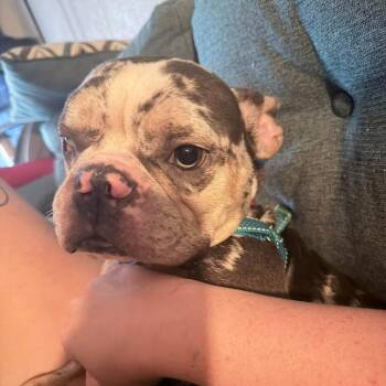 Mr Nice Guy -  French Bulldog Dog for Adoption in Gainesville, Florida - Mr Nice Guy | PetCurious