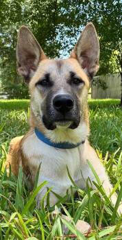Rick -  German Shepherd Dog Dog for Adoption in Sugar Land, Texas - Rick | PetCurious