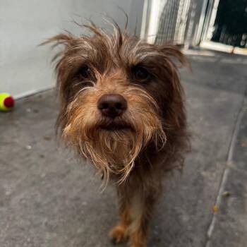 Yvonne -  Terrier Dog for Adoption in Los Angeles, California - Yvonne | PetCurious