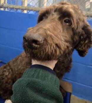 Labradoodle and Chocolate Labrador Retriever Dogs Available for Adoption in North Olmsted, Ohio - Stone | PetCurious