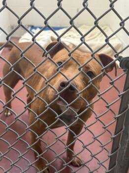 Pork Chop -  Pit Bull Terrier Dog for Adoption in Salisbury, Maryland - Pork Chop | PetCurious