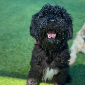 Benito A2295895 -  Poodle Dog for Adoption in Los Angeles, California - Benito A2295895 | PetCurious