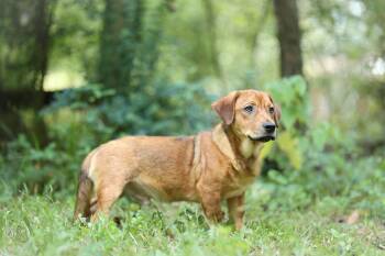Pookie -  Beagle and Basset Hound Dog for Adoption in Lucedale, Mississippi - Pookie | PetCurious
