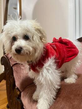 Chelsea -  Havanese and Coton De Tulear Dog for Adoption in Candler, North Carolina - Chelsea | PetCurious