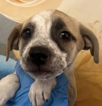 Rescue American Staffordshire Terrier and Mixed Breed Dogs for Adoption in San Antonio, Texas - Sheila | PetCurious