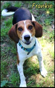 Frankie -  Beagle Dog for Adoption in Shippenville, Pennsylvania - Frankie | PetCurious