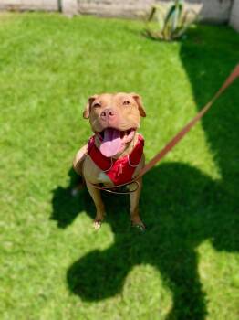 Honey -  Pit Bull Terrier Dog for Adoption in Santa Monica, California - Honey | PetCurious