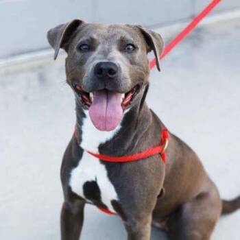 Little Foot -  Pit Bull Terrier and Mixed Breed Dog for Adoption in Atlanta, Georgia - Little Foot | PetCurious