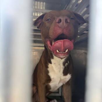 08/17/2026-Stray-12thStreet-2 -  Mixed Breed Dog for Adoption in Columbus, Georgia - 08/17/2026-Stray-12thStreet-2 | PetCurious