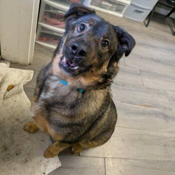 Mixed Breed Dogs Available for Adoption in Greenville, Pennsylvania - Gunther | PetCurious