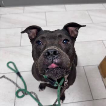 Allie -  Pit Bull Terrier Dog for Adoption in Lufkin, Texas - Allie | PetCurious