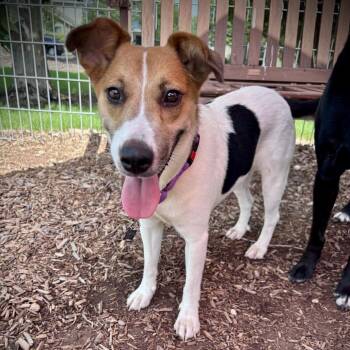 Patty-Ann -  Beagle Dog for Adoption in Monticello, Iowa - Patty-Ann | PetCurious