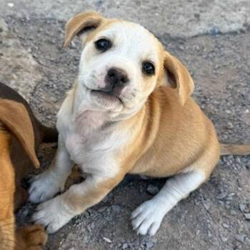 Mixed Breed Dogs Available for Adoption - Froggy | PetCurious